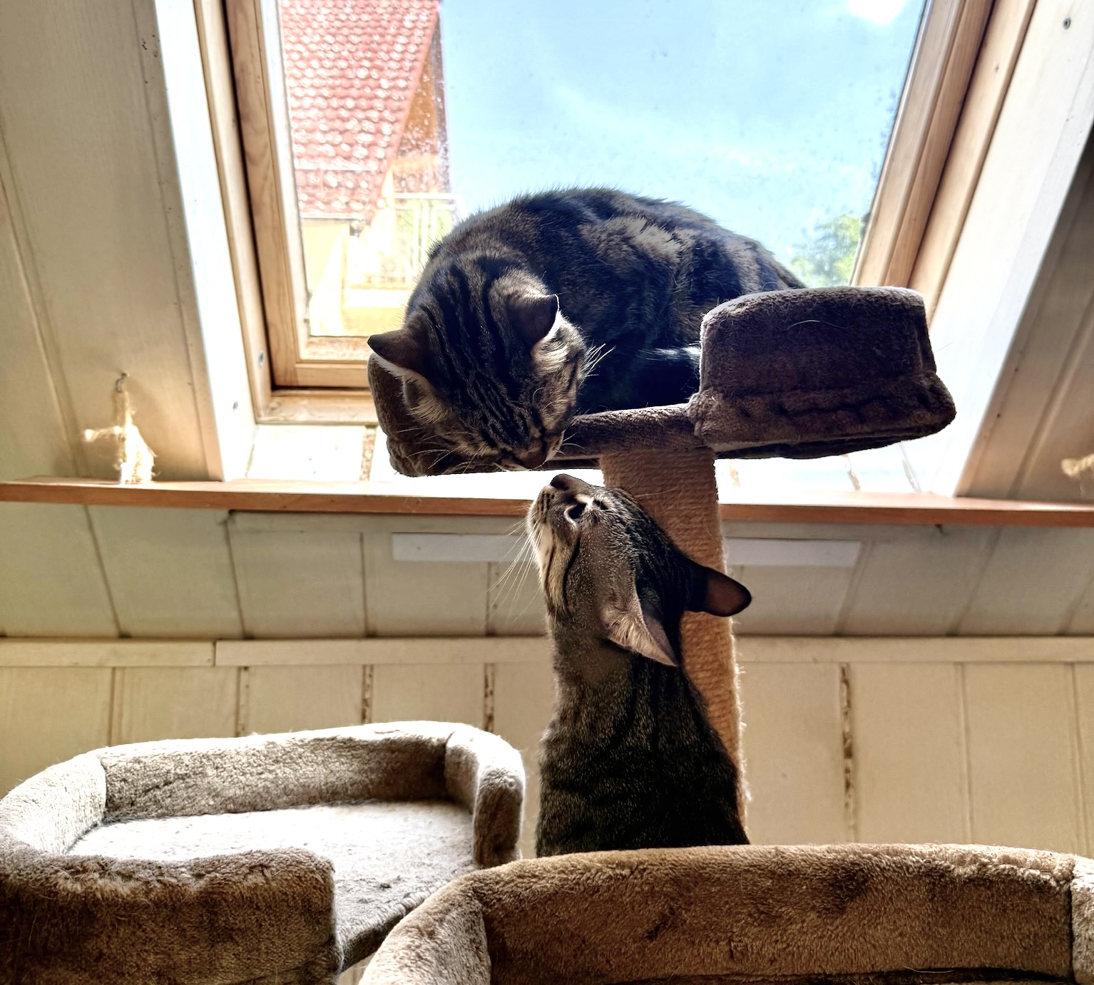 Katzenbetreuung in der Tierpension Alte Mühle